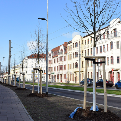Baumpflanzungen in der Raiffeisenstraße